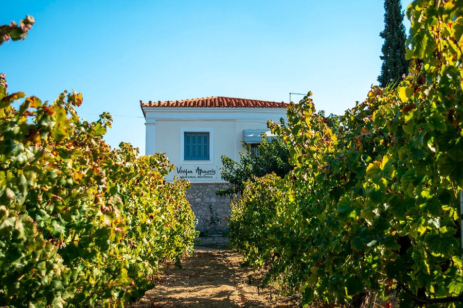 Avantis Estate building and the vineyard